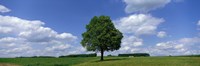 Single Tree, Germany Fine Art Print