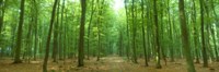 Pathway Through Forest, Mastatten, Germany by Panoramic Images - 27" x 9"