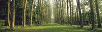 Trees Versailles France by Panoramic Images - 27" x 9"