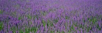 Field Of Lavender, Hokkaido, Japan by Panoramic Images - 27" x 9"