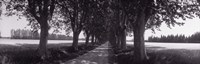 Road Through Trees, Provence, France Fine Art Print