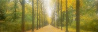 Path Schwetzingen Germany Fine Art Print