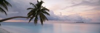 Palm Tree Indian Ocean Maldives