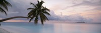 Palm tree, Indian Ocean Maldives Fine Art Print