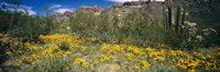Flowers in a field, Organ Pipe Cactus National Monument, Arizona, USA Fine Art Print