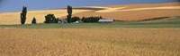 Farm, Saint John, Washington State, USA Fine Art Print