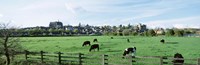 Cows grazing in a field with a city in the background, Arundel, Sussex, West Sussex, England Fine Art Print