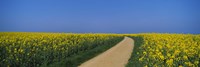 Dirt road running through an oilseed rape field, Germany Fine Art Print