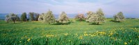 Peartrees Fields Aargau Switzerland Fine Art Print