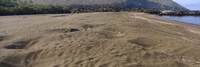 Green turtles nesting at a coast, Isabela Island, Galapagos Islands, Ecuador Fine Art Print