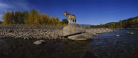 Wolf standing on a rock at the riverbank, US Glacier National Park, Montana, USA Fine Art Print