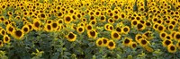 Sunflowers (Helianthus annuus) in a field, Bouches-Du-Rhone, Provence, France Fine Art Print