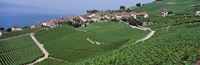 Vineyards overlooking Lake Geneva, Switzerland Fine Art Print