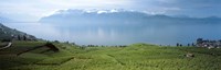 Vineyard at the lakeside, Lake Geneva, Switzerland Fine Art Print