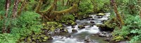 Creek Olympic National Park WA USA Fine Art Print