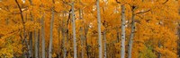 Quaking Aspens Dixie National Forest UT Fine Art Print