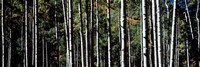 White Aspen Tree Trunks CO USA Fine Art Print