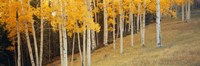 Aspen trees in a field, Ouray County, Colorado, USA Fine Art Print