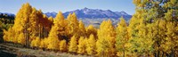 Fall Aspen Trees Telluride CO Fine Art Print