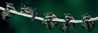 Raccoons (concept) Alberta Canada Fine Art Print