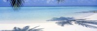Palm shadows, Laguna Maldives Fine Art Print
