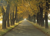 Road w/Autumn Trees Sweden Fine Art Print