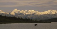 Moose standing on a frozen lake, Wonder Lake, Denali National Park, Alaska, USA Fine Art Print