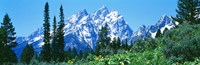 Snow covered peaks, Grand Teton National Park WY Fine Art Print