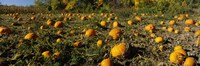 Field of ripe pumpkins, Kent County, Michigan, USA Fine Art Print