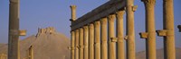 Low angle view of Great Colonnade, Palmyra, Syria Fine Art Print