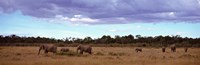 Africa, Kenya, Masai Mara National Reserve, Elephants in national park by Panoramic Images - 27" x 9"