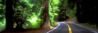 Road, Redwoods, Mendocino County, California, USA Fine Art Print