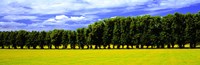 Row Of Trees, Uppland, Sweden Fine Art Print
