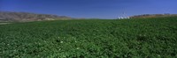 USA, Idaho, Burley, Potato field surrounded by mountains Fine Art Print