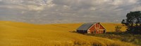 Barn in a wheat field, Palouse, Washington State, USA by Panoramic Images - 27" x 9"