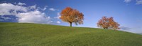 Cherry Trees On A Hill, Cantone Zug, Switzerland by Panoramic Images - 27" x 9"
