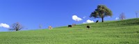 Cows, Canton Zug, Switzerland by Panoramic Images - 27" x 9" - $28.99