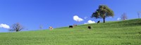Cows, Canton Zug, Switzerland Fine Art Print