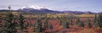 Canada, Yukon Territory, View of pines trees in a valley Fine Art Print