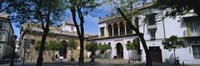 Trees in front of buildings, Convento San Leandro, Plaza Pilatos, Seville, Spain Fine Art Print