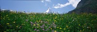 Wild Flowers, Matterhorn Switzerland Fine Art Print