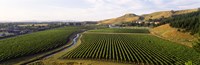 Mission Vineyard, Hawkes Bay North Island, New Zealand Fine Art Print