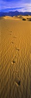 Footprints, Death Valley National Park, California, USA Fine Art Print