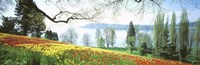 Lake Constance, Insel Mainau, Germany Fine Art Print