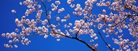 Cherry Blossoms Washington DC Fine Art Print