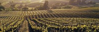 Aerial View Of Rows Crop In A Vineyard, Careros Valley, California, USA by Panoramic Images - 27" x 9"