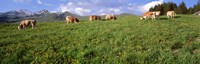 Switzerland, Cows grazing in the field Fine Art Print