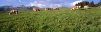 Switzerland Cows Grazing in the Field