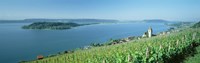 Vineyard near a village, Lake Biel, Ligerz, Canton of Bern, Switzerland Fine Art Print