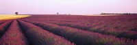 Lavender crop on a landscape, France by Panoramic Images - 27" x 9"